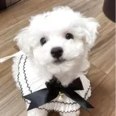 ビションフリーゼ
