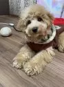 マルプー(マルチーズ×トイプードル)【愛知県・男の子・2025年7月19日・アプリコット】の写真3