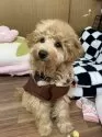 マルプー(マルチーズ×トイプードル)【愛知県・男の子・2025年7月19日・アプリコット】の写真4