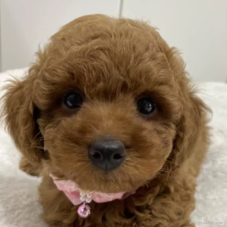 ID：2405-06007の子犬