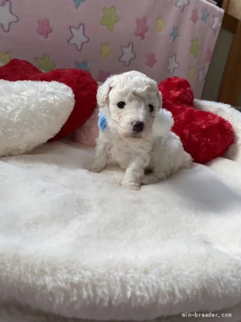 ID：2202-03800の子犬