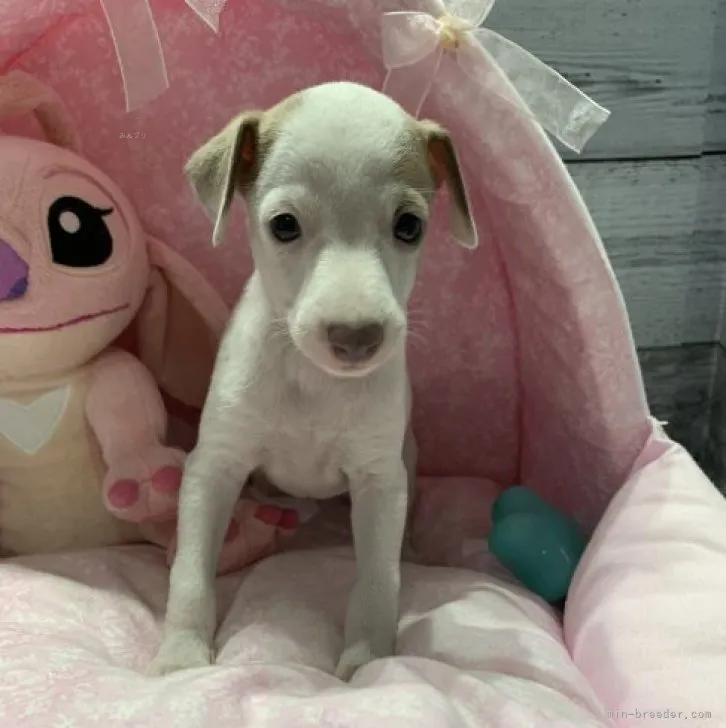 ID:2309-01388の子犬