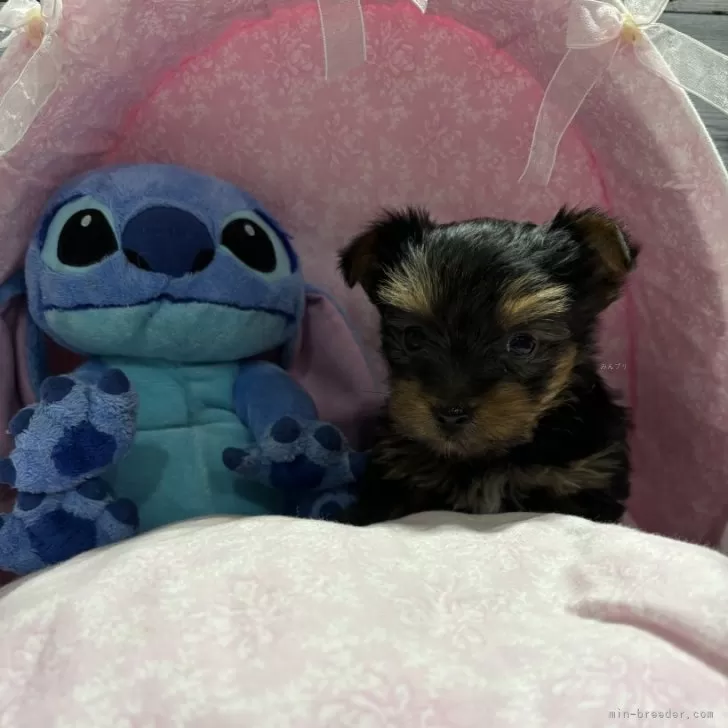 ID:2403-06456の子犬