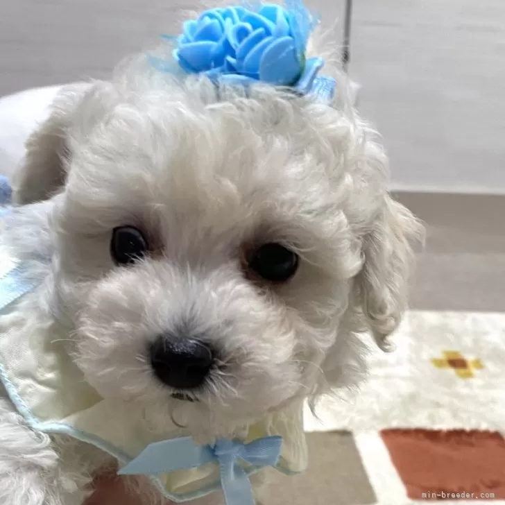 ID：2408-07467の子犬