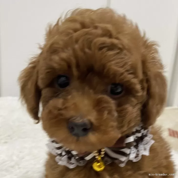 ID：2405-05931の子犬