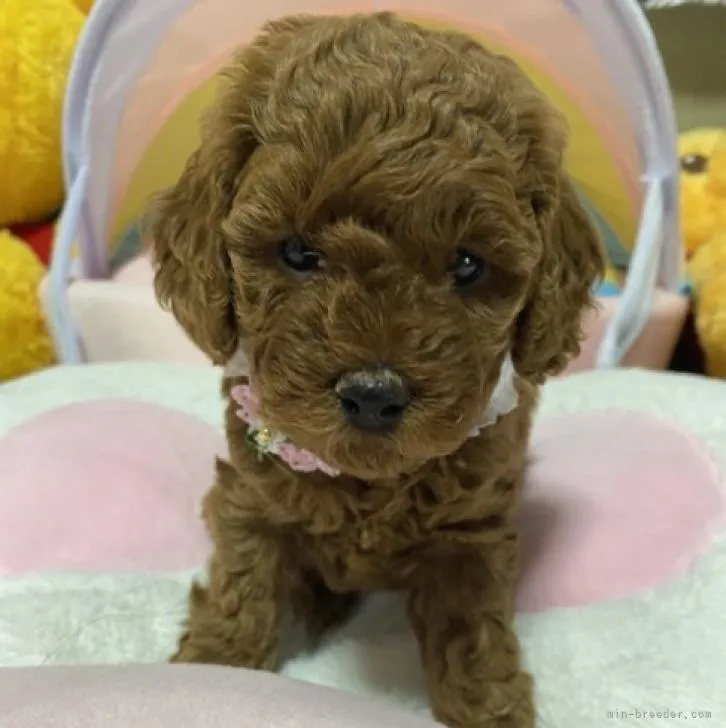 ID:2207-04519の子犬