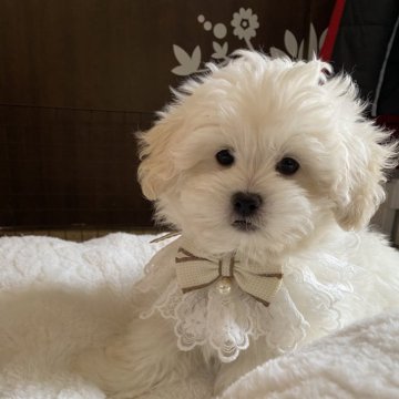 ペキプー(ペキニーズ×トイプードル)【愛知県・女の子・2023年12月17日・クリーム】の写真「おとなしい子です💝🩷
あまえんぼうさん🥰」