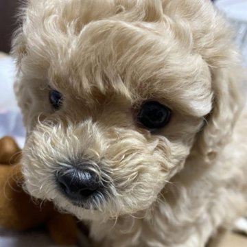 マルプー(マルチーズ×トイプードル)【愛知県・男の子・2023年10月29日・アプリ】の写真「次男君です。これぞ次男って感じです❤️🩷」
