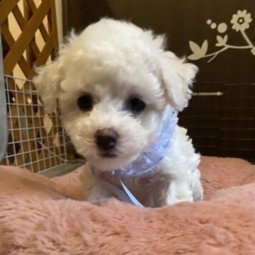 ビションフリーゼ【愛知県・女の子・2024年2月13日・ホワイト】の写真「とっても美人な女の子」