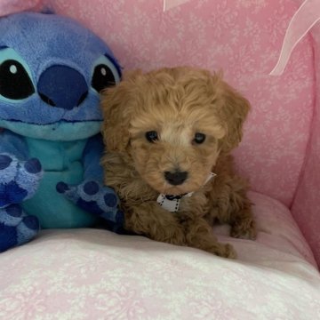 マルプー(マルチーズ×トイプードル)【愛知県・男の子・2024年1月26日・アプリコット】の写真「大人しい男の子です👦」