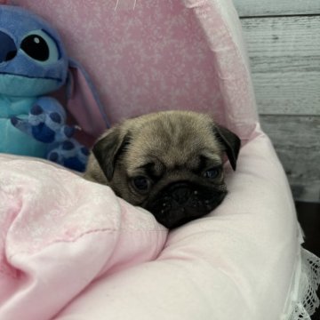 パグ【愛知県・女の子・2024年2月28日・フォーン】の写真「小さめの子です。」