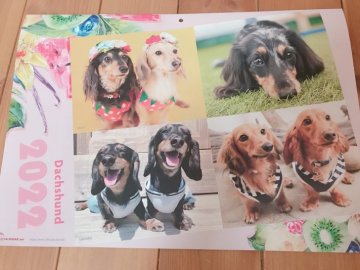 青森県のカニンヘンダックスフンドのブリーダーのブログ特集 みんなのペットライフ