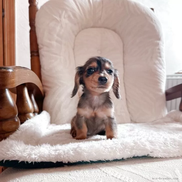 かなた 様のお迎えした子犬
