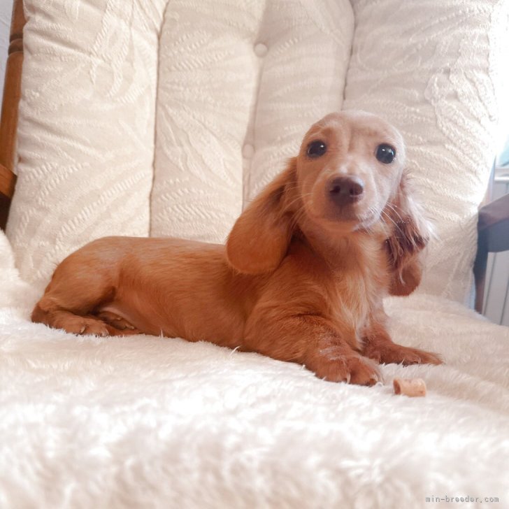 ブリーダー画像