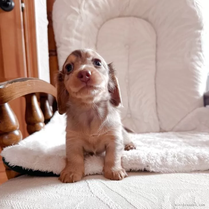 ID：2507-07097の子犬