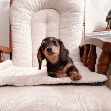 ミニチュアダックスフンド(ロング)【青森県・女の子・2025年8月22日・ブラックタン】の写真「とても可愛い女の子♡パパはカニンヘン」