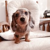 ミニチュアダックスフンド(ロング)