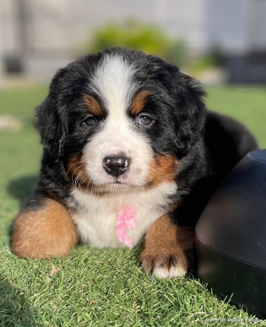 三上　恵美子(みかみ　えみこ)ブリーダー(神奈川県・バーニーズ・マウンテン・ドッグなど・JKC登録)の紹介写真5