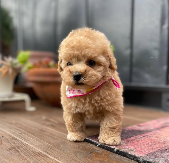 三上　恵美子(みかみ　えみこ)ブリーダー(神奈川県・バーニーズ・マウンテン・ドッグなど・JKC登録)の紹介写真7