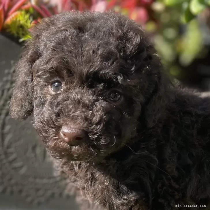 トイプードル(トイ)【神奈川県・女の子・2025年10月25日・ブラウン】の写真1