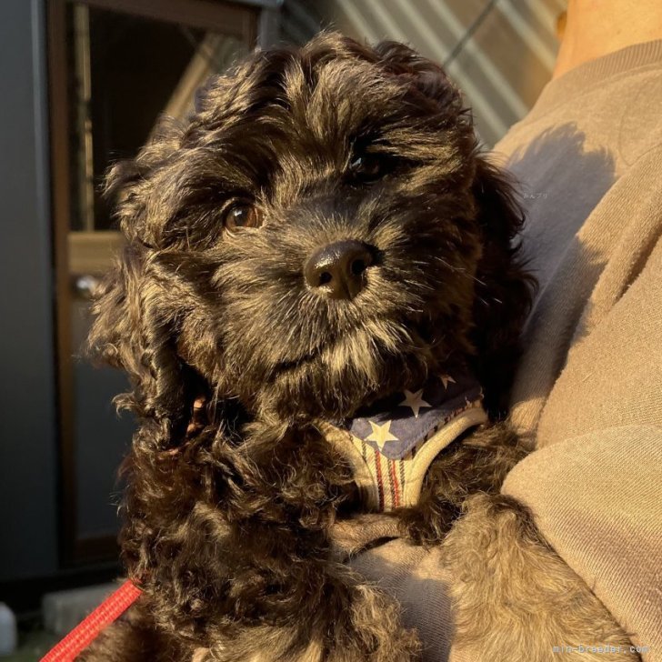 ブリーダー画像