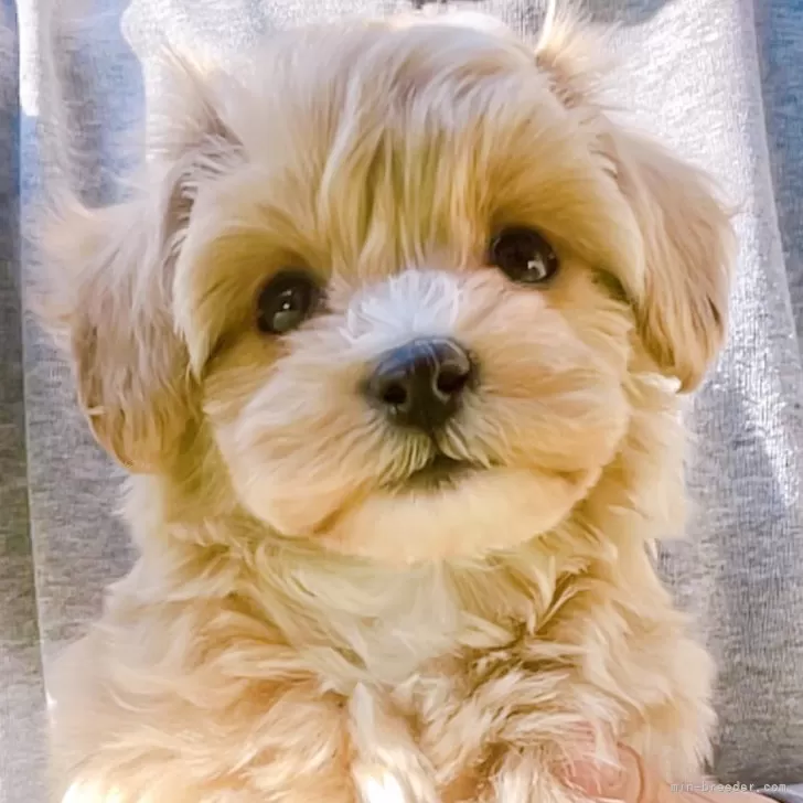 ID:2411-00905の子犬