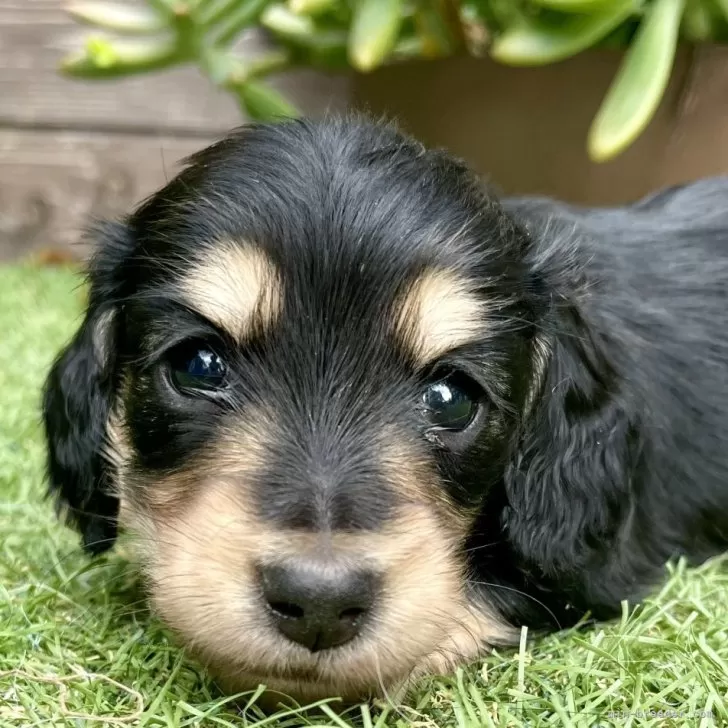 ID：2509-05639の子犬