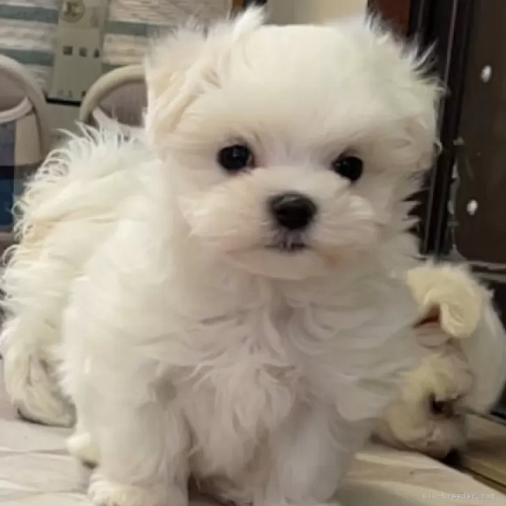 ID：2411-00136の子犬