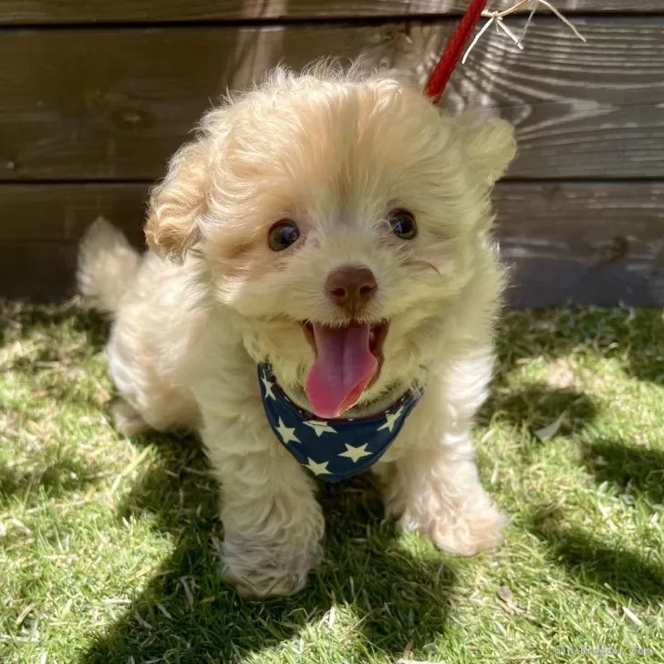ID:2506-06486の子犬