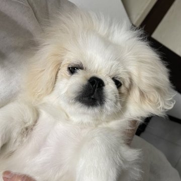 ペキニーズ【神奈川県・男の子・2025年7月29日・クリーム&ホワイト】の写真「おっとり」