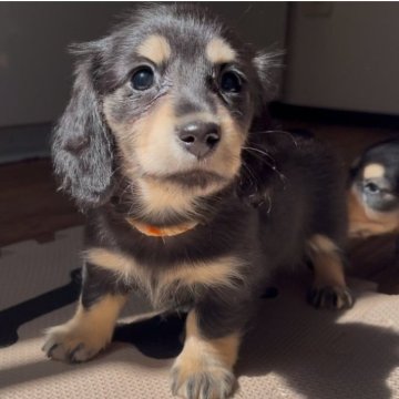 ミニチュアダックスフンドの子犬を探す｜ブリーダー直販の子犬