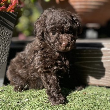 トイプードル(トイ)【神奈川県・男の子・2025年10月25日・ブラウン】の写真「2頭兄妹」