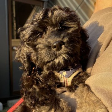 コッカプー(アメリカンコッカースパニエル×トイプードル)【神奈川県・女の子・2025年8月26日・ブラックタン】の写真「元気いっぱいな女の子です！」