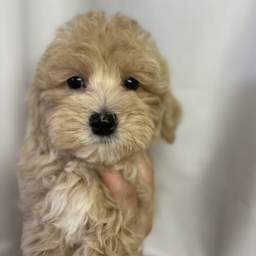 マルプー(マルチーズ×トイプードル)【神奈川県・男の子・2025年7月18日・クリーム&ホワイト】の写真「ご見学は9/14日まで」