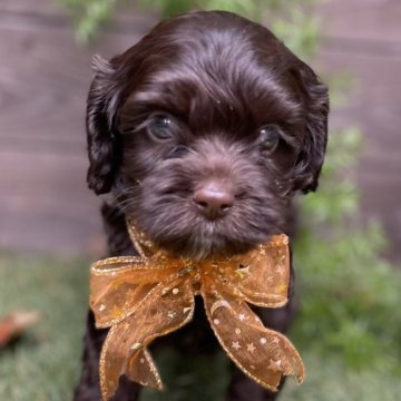 コッカプー(アメリカンコッカースパニエル×トイプードル)【神奈川県・男の子・2025年8月26日・チョコレート&ホワイト】の写真「6頭兄妹」