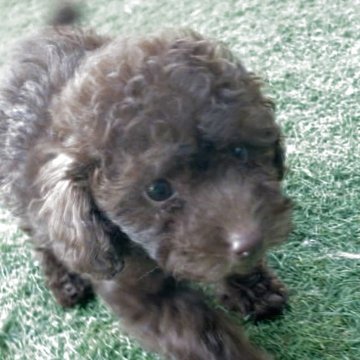 トイプードル(トイ)【神奈川県・女の子・2025年7月27日・ブラウン】の写真「５頭兄妹」