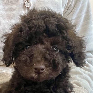 トイプードル(トイ)【神奈川県・女の子・2025年10月25日・ブラウン】の写真「2等兄妹」