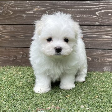 マルチーズ【神奈川県・男の子・2025年5月29日・ホワイト】の写真「ご見学は7/24まで」