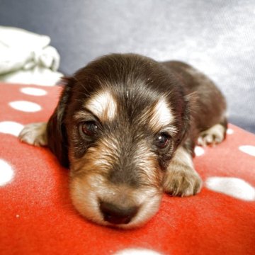 ミニチュアダックスフンド(ロング)【神奈川県・女の子・2025年10月10日・ブラックイエロー】の写真「2頭兄妹」