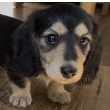 ミニチュアダックスフンド(ロング)【神奈川県・女の子・2025年10月10日・ブラックイエロー】の写真「2頭兄妹」