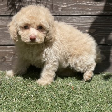 トイプードル(トイ)【神奈川県・男の子・2025年6月6日・シャンパン】の写真「ご見学は8/1まで」