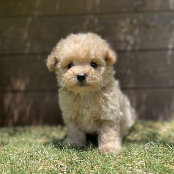 マルプー(マルチーズ×トイプードル)【神奈川県・男の子・2025年4月16日・クリーム】の写真「3頭兄妹です」