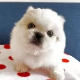 ペキニーズ