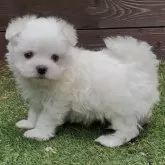 マルチーズ