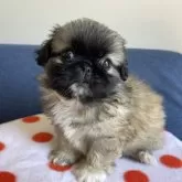 ペキニーズ