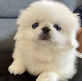 ペキニーズ