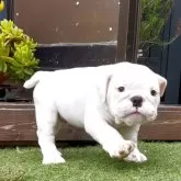 ブルドッグ