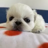 ペキニーズ