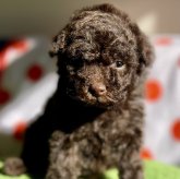 トイプードル(トイ)