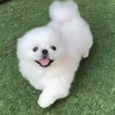ペキニーズ